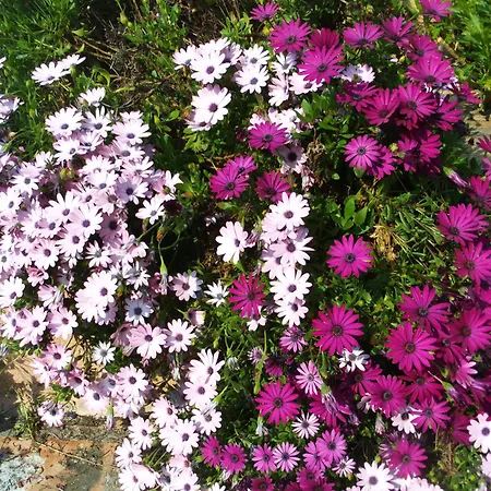 La Pierrerie Grimaud