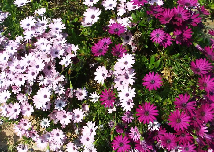 La Pierrerie Grimaud